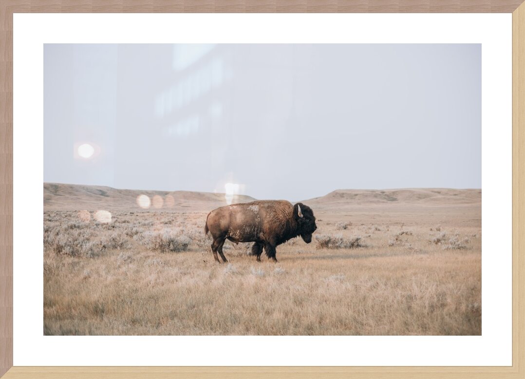 Plains Bison Framed Print
