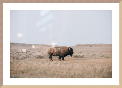 Plains Bison Framed Print