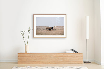 Plains Bison Framed Print