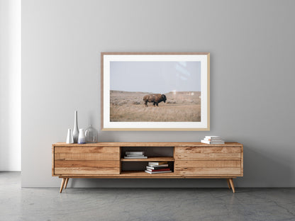 Plains Bison Framed Print